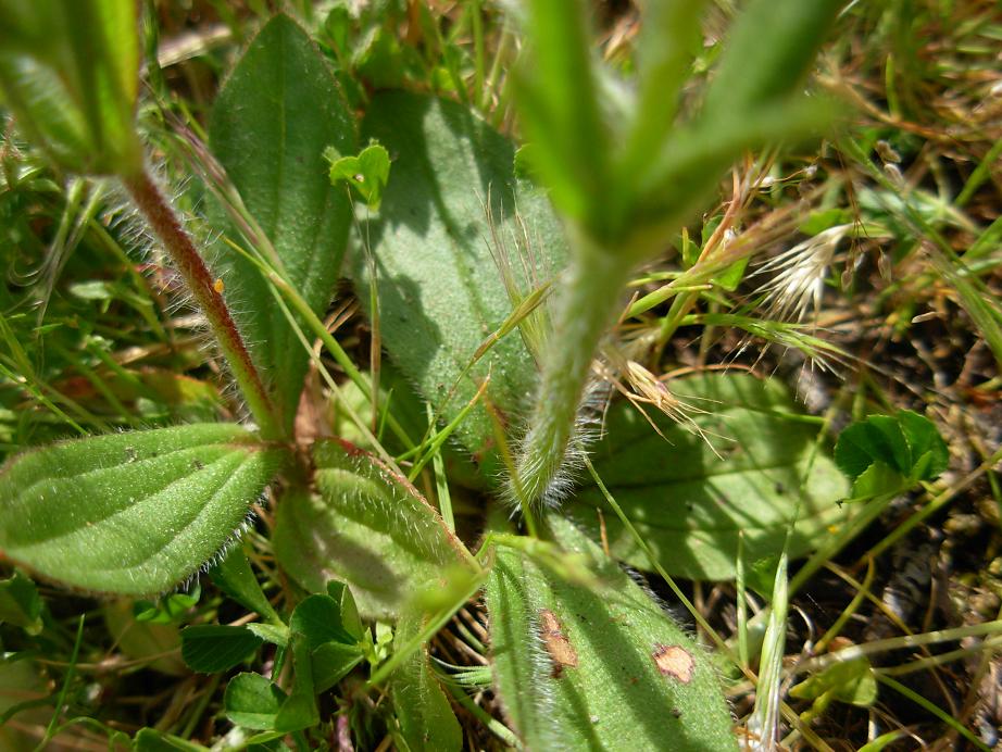 Fumana thymifolia